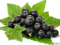 Смородина заморожена