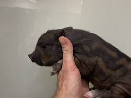 Смугастий міні піг