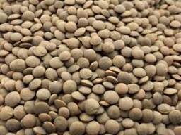 Сочевиця червона