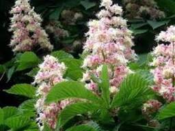 Сок цветков каштана