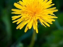 Сок одуванчика прямого отжима из корня, листа и цвета одуванчика