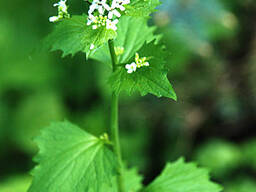 Сок травы чесночнича