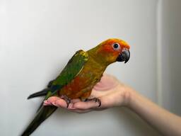 Солнечный аратинга, яркий домашний попугай, ручные малыши