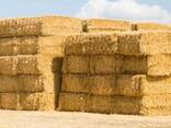 Солома в тюках (пшенична, ячмінна) - фото 1