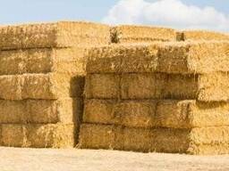 Солома в тюках (пшенична, ячмінна)