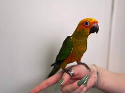 Сонячний аратінга папужки з ДНК тестами, ручні викормиші