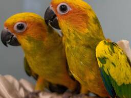 Солнечный аратинга, попугай аратинга, Aratinga solstitialis.