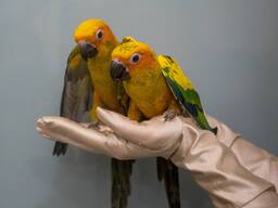 Сонячний аратинга, аратінга жовто-зелений окільцьовані ручні викормиші