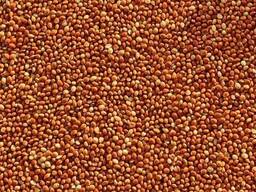 Сорго Червоне