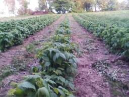 СОРТОВІ саджанці ремонтантної малини:полана, полка, джоанджей, полісся, саженцы малины