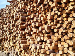 Сосна 8-10 свіжа