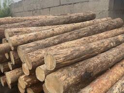 Сосна кругляк Свежепил сухостой