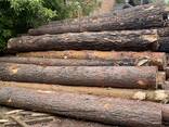 Сосна кругляк Свежепил сухостой - фото 3