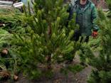 Новогодняя сосна ОПТ - фото 3
