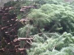 Сосна новогодняя обыкновенка