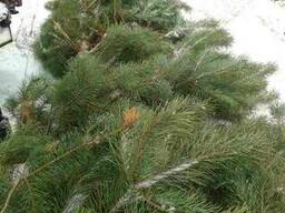 Сосна новогодняя обыкновенка