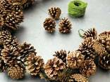 Сосновые и еловые шишки для новогоднего декора купить - фото 3