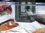 Sous-vide - аппараты варочные, водяная печь низкотемп. - фото 2