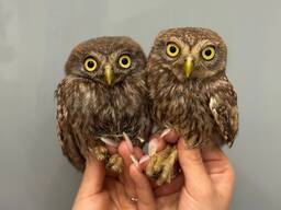 Сова сич, сич домовий, домашній сич