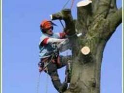 Уборка деревьев . Удаление корчевка пней