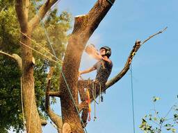 Спилювання та знесення дерев спеціалістами у м. Дніпро