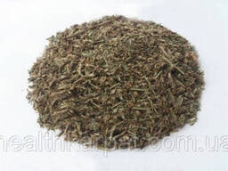 Спорыш Горец птичий трава 500 грамм