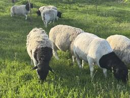 Стадо вівці, барани ДОРПЕР