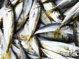 Ставрида Черноморская