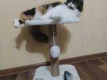 Столбик-когтеточка с лежанкой для кошек 30*30*54см - фото 3