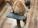 Столбик-когтеточка с лежанкой для кошек 30*30*54см - фото 6
