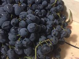 Столовый виноград