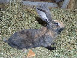 Строкач триколор (однотонний)