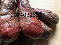 Струя бобра крупная