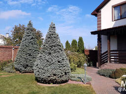 Стрижка ялин