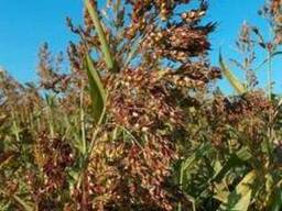 Суданка, пайза