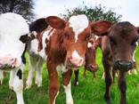 Сухое молоко на основе молочной сыворотки ЗЦМ для животных