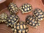 Сухопутная балканская, среднеазиатская, шпороносная черепаха - фото 1