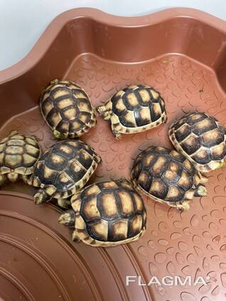 Сухопутная балканская, среднеазиатская, шпороносная черепаха