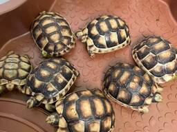 Сухопутная балканская, среднеазиатская, шпороносная черепаха