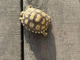 Сухопутная черепаха шпороносная с роскошной окраской