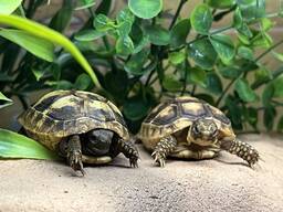 Сухопутная черепашка, черепаха вегетарианец