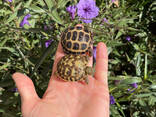 Сухопутная окаймленная черепаха, зубчатая черепаха ручная, маленькая ручная черепашка в те - фото 1