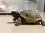 Сухопутная окаймленная черепаха, зубчатая черепаха ручная, маленькая ручная черепашка в те - фото 2