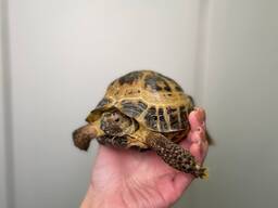 Сухопутна черепаха, середньоазійська черепашка, домашня черепаха