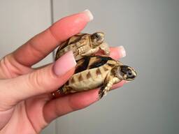 Сухопутные черепахи, среднеазиатские и балканские маленькие и большие