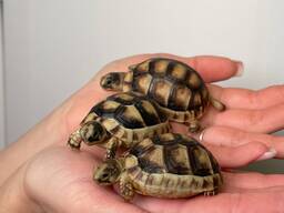 Сухопутні балканські, грецькі черепахи, маленькі черепахи, сухопутні черепашки для дому