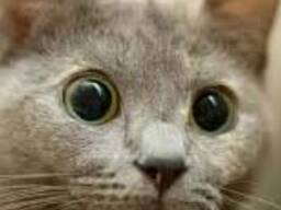 Сульфіт натрію BASF безводний 100% Na2SO3 (мішок 25кг)