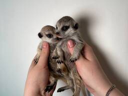 Супер гарненькі контактні ручні сурікати для дому