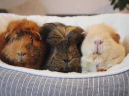 Супер ручні морськи свинки для дому, власне розведення чудові малюки