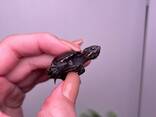 Суперкарликова маленька водяна черепашка, для домашнього утримання мускусна черепаха - фото 2